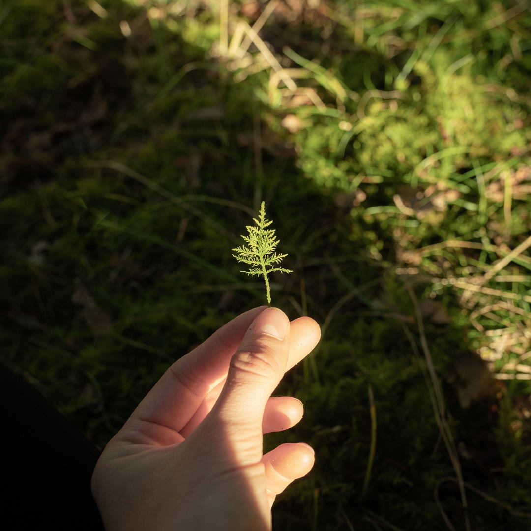 Ein Farn als Natursymbol